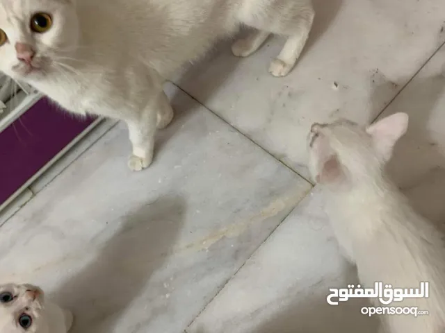 قطط للبيع بسبب عدم التفرغ كلهن ب50 امايه و4 صغار