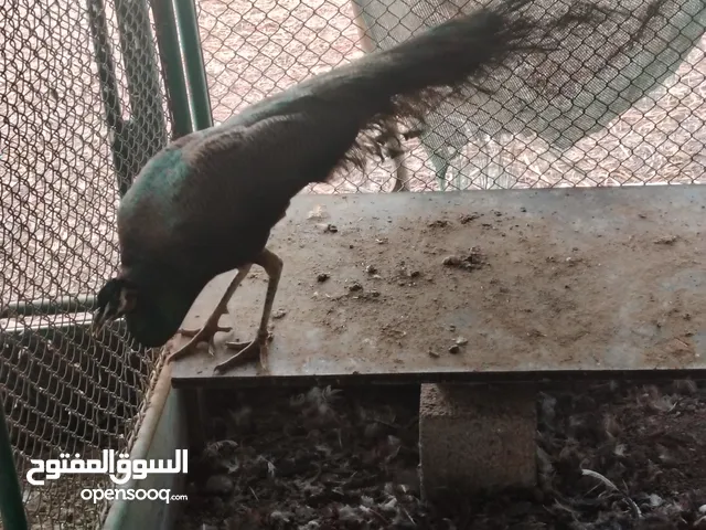 طاووس ذكر يوجد بط مصري و حمام أيضا للبيع