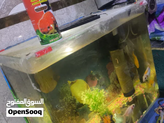حوض سمك للبيع