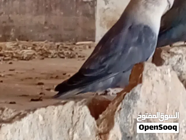 متاح دكر روز بلد اوبلاين لفه تبارك الله امصوقر عندي الله يبارك لبيع ريش مكان مصراته