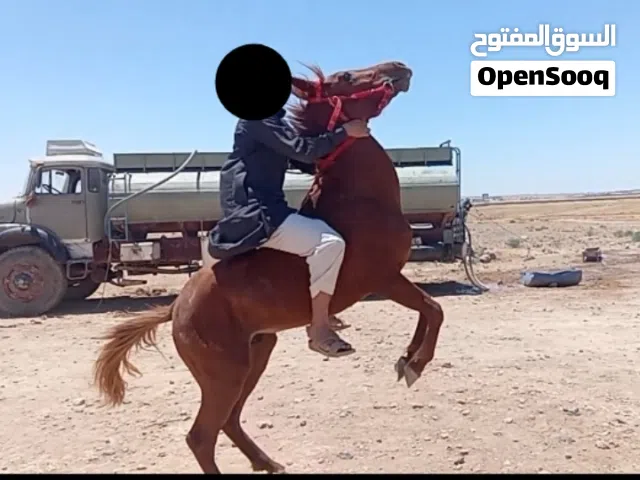 خيل للبيع دم نار رأس عربي كفاااااله