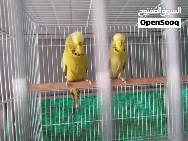 يتوفر بادجي انجليزي مجموعه ازواج منتجه