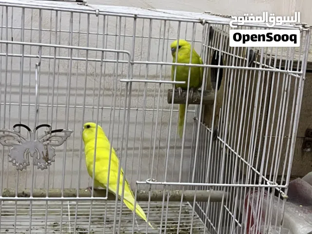 زوج عصافير بادجي