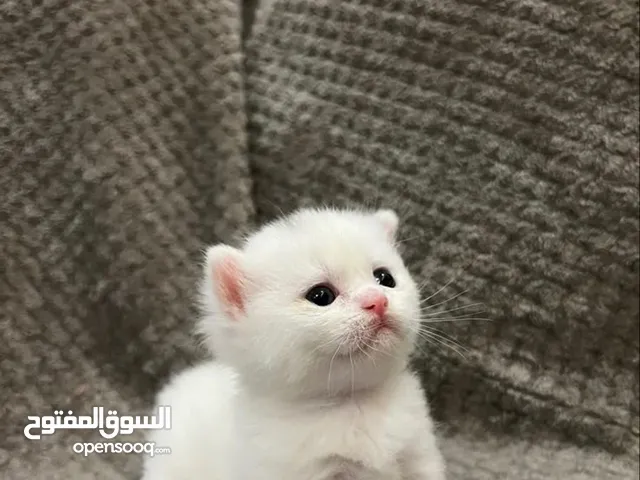 قطط ام وصغارها للبيع ام عمر 6اشهر الافراخ عمرهم 1 شهر السعر 80 وبيهن مجال للشراي المكان بصرة قبلة