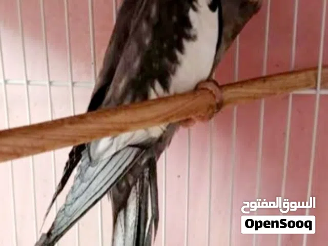 كوكتيل انكليزي اصلي فحل للبيع سعر 45 الف او بي مجال