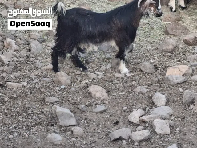 أغنام للبيع
