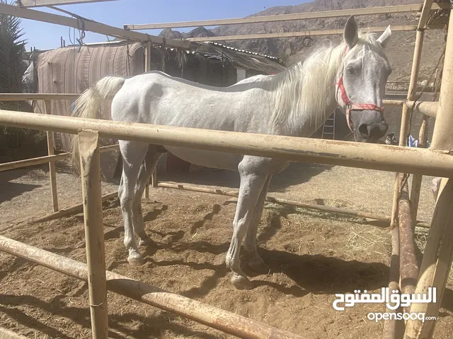 حصان قدره خصي استرالي للبيع