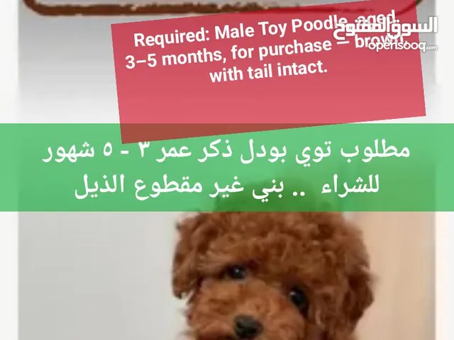 ابحث عن كلب ذكر توي بودل صافي لشراءه وان يكون لونه بني وصغير Looking for a Toy Poodle Puppy