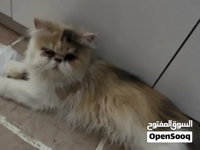 قطة منتجة بيرشن بيكي فيس