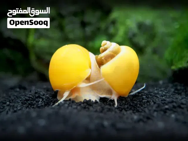 حلزون تفاحي منظف الحوض
