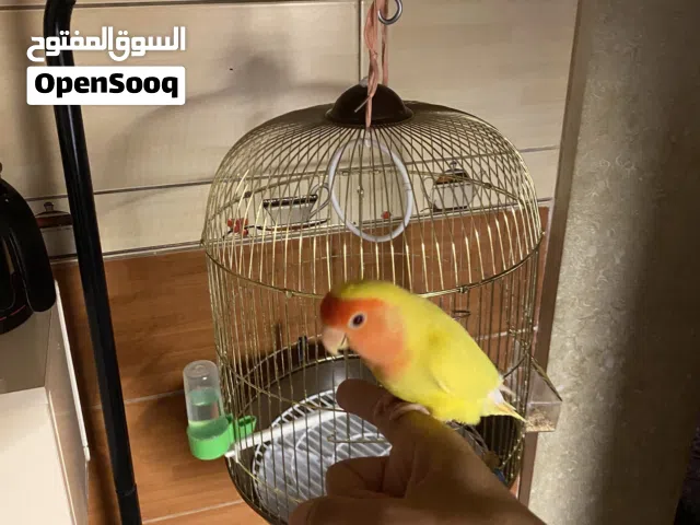 عصفور مروض ترويض تام