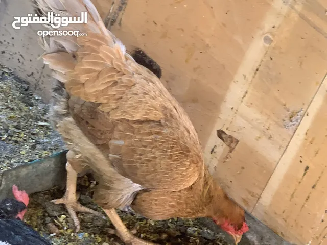 متاح دجاج عربي