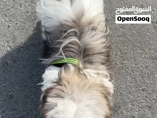 بيع كلب شيرو