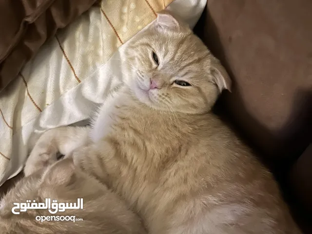 Cats for adoption