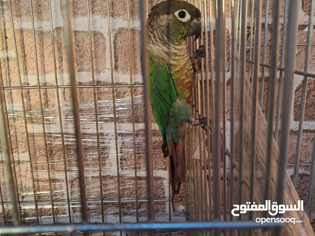 ببغاوات اليفه طيور فيشر روز كوكتيل
