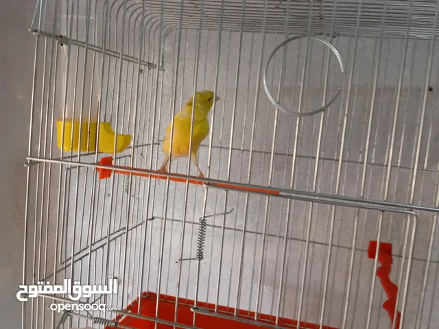 فحول كنار صلاة النبي