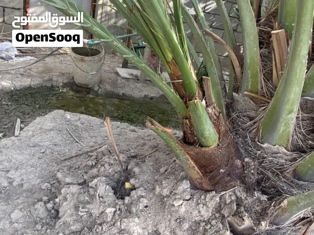 افراخ نخل برحي اصلي خير من الله