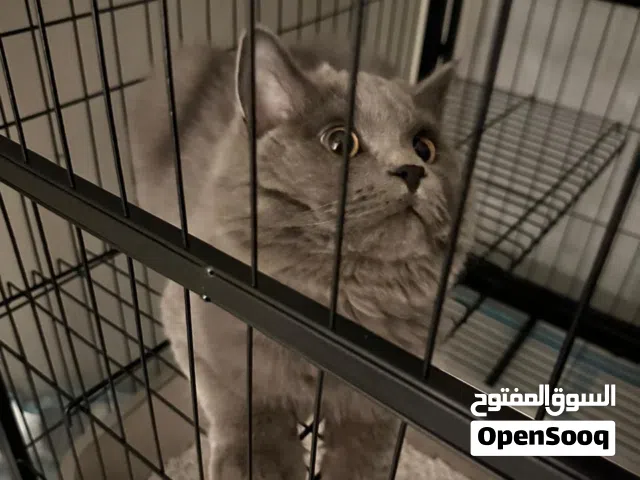 قط للتبني برسوم بسيط