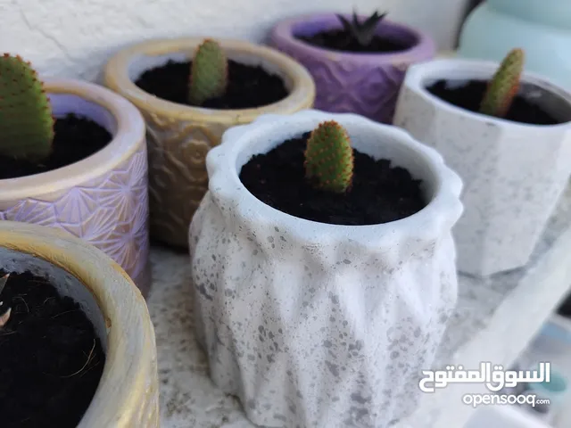 شتلات وصباريات في بوت