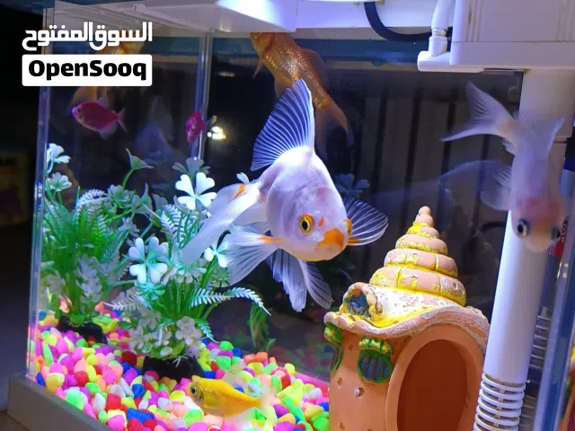 حوض سمك للبيع