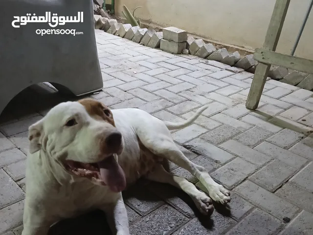 كلاب بيتبول للحراسه ذكر وانثى بسعر ممتاز