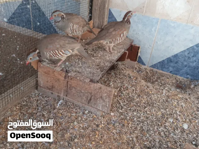 للبيع طائر الحجل عدد ذكرين وانثى