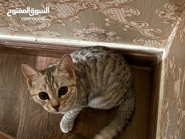 Cats for adoption WhatsApp only please.