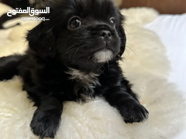 كلب بكنيز صغير للبيع