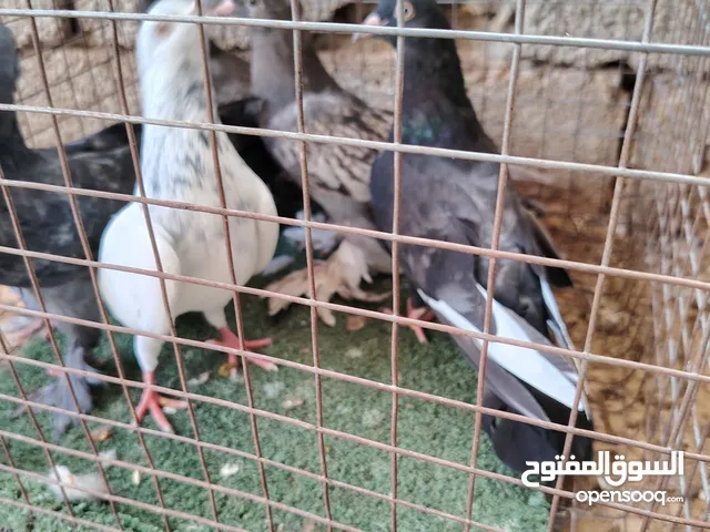 حمام شقلاب يقلب