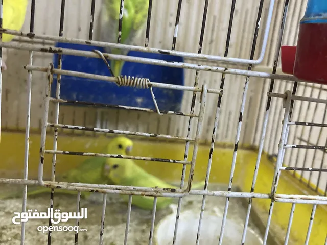 مجموعه طيور  للبيع او بدل على روز