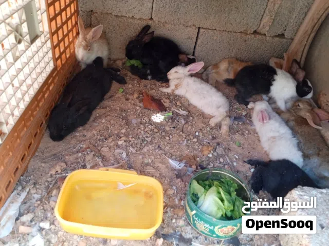 متوفر ارانب للبيع