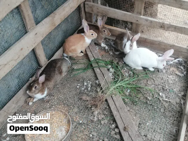 للبيع أرانب متوسطات