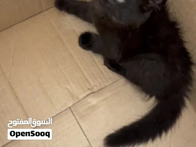قطط شيرازي+تركي للبيع.   اقرا وصف