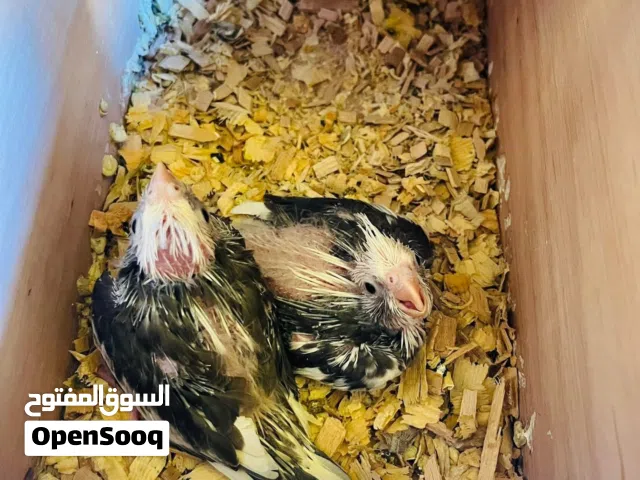فرخين كوكتيل فرنساوي لون وصحه ربي يبارك ف الواقع أجمل من الصوره