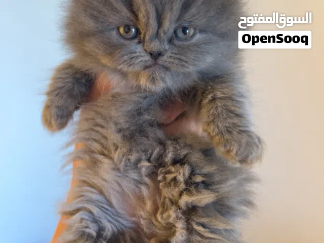 قطه برتش عمر شهر