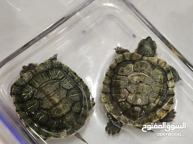 2 Small Turtle forsale