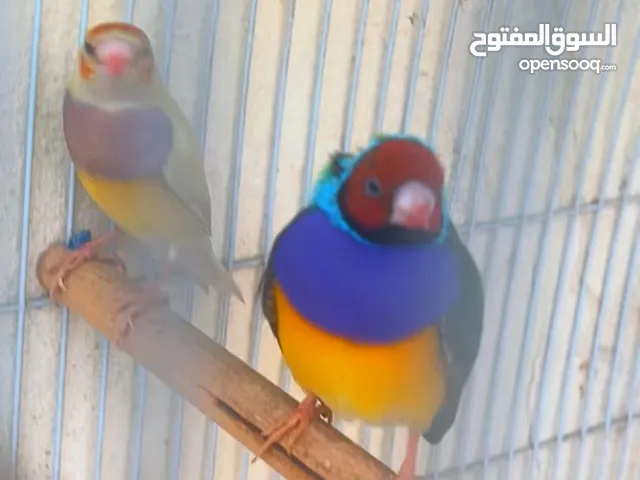 قولدنات للبيع