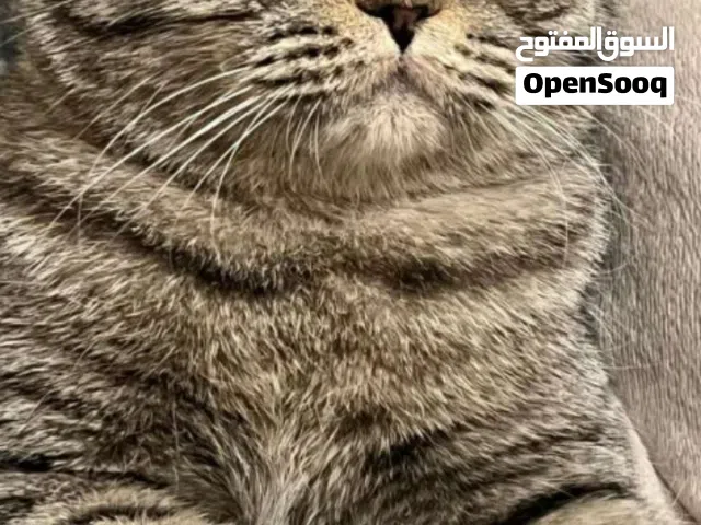 محتاج قطه للبيع مثل البصوره