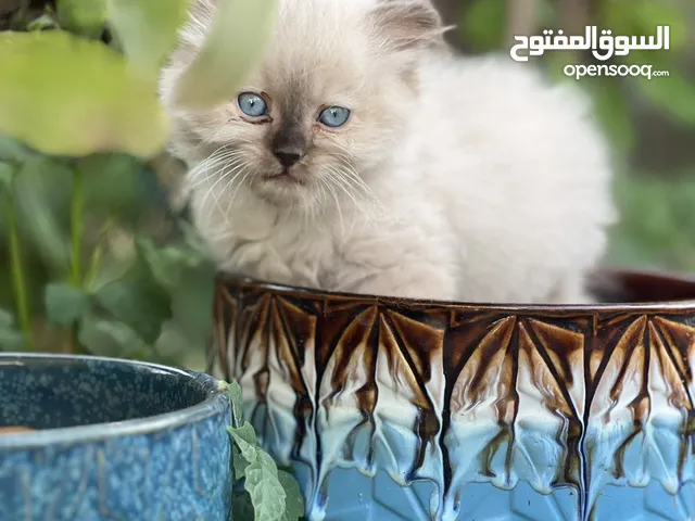 قط هملايا ذكر شهرين