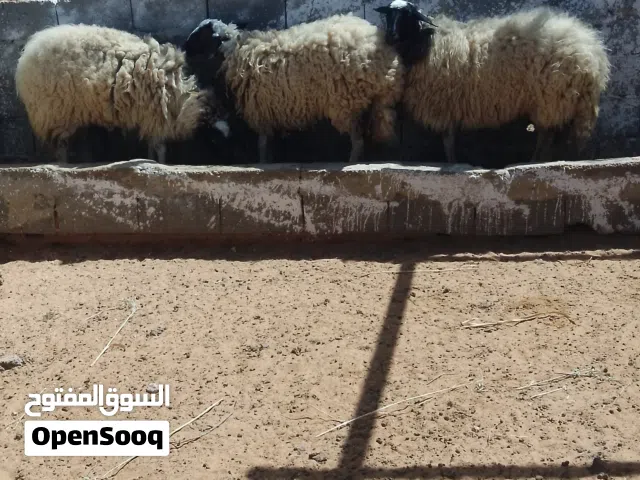 سلام عليكم