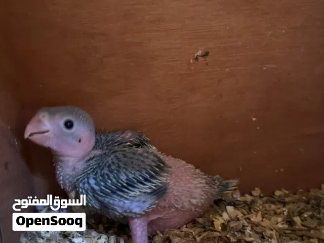 للبيع فرخ متو