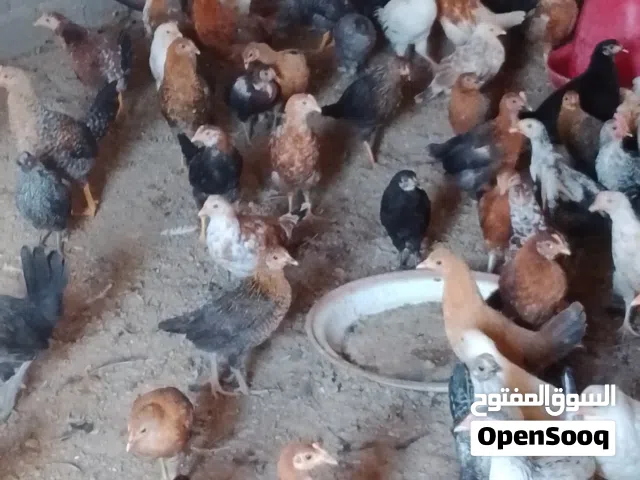 للبيع دجاج عماني