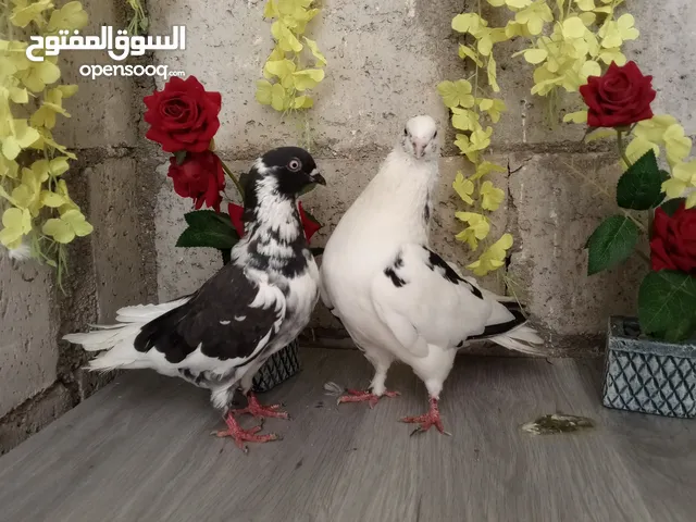 موجود 3 جواز للبيع