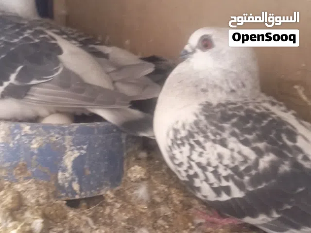 متاح جواز اشي تحتو فراخ واشي تحتو بيض واشي بطارد عل بيض للبيع وموجود فراخ تنضيف سطح وفي كمان قنون وخ