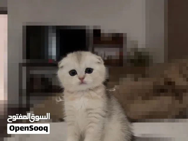 قطوة كيتن ذكر سكوتش فولد
