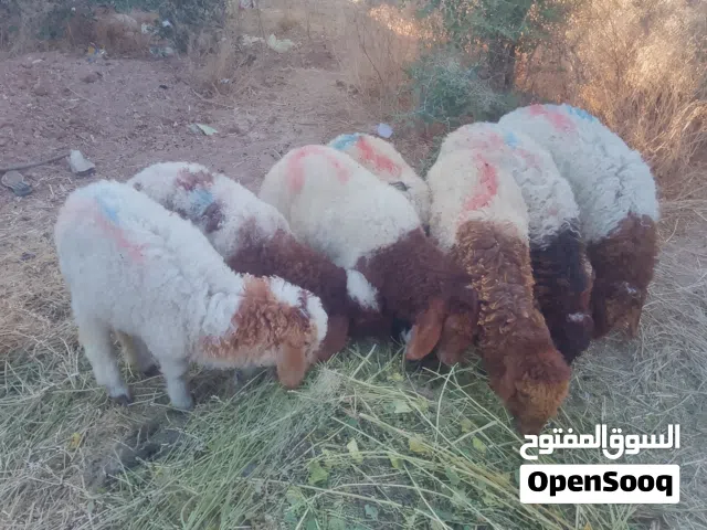 عبر  للبيع عمر 3 شهور ونص