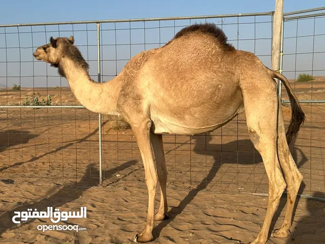 ناقة مدني من متعب ولد سياف