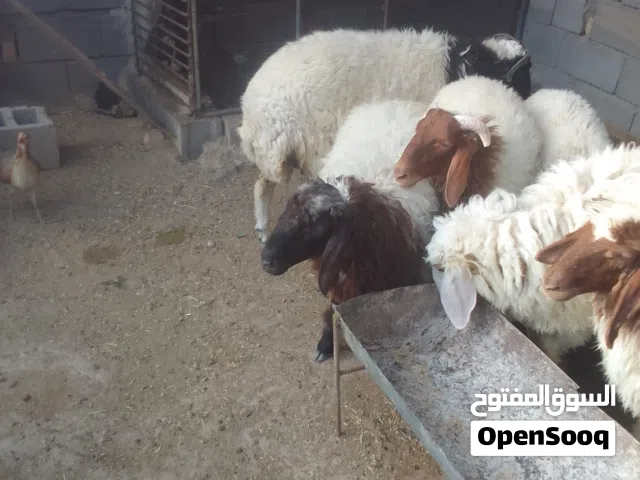 طليان للبيع