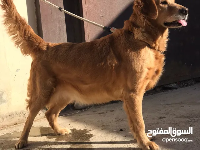 younger golden retriever for sale