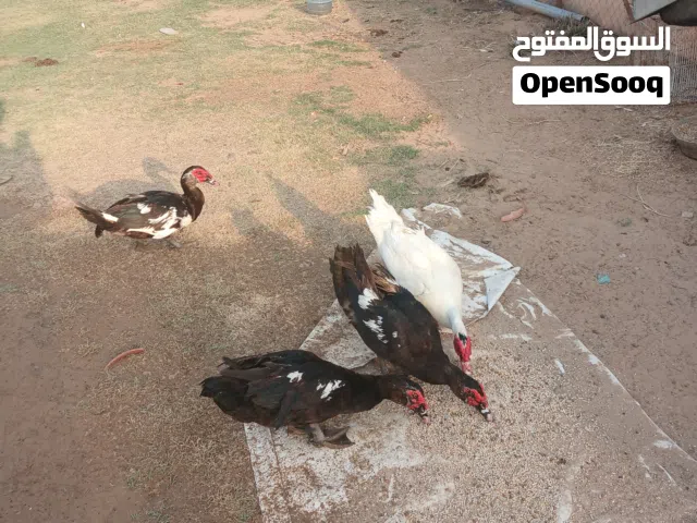 بط مصري للبيع